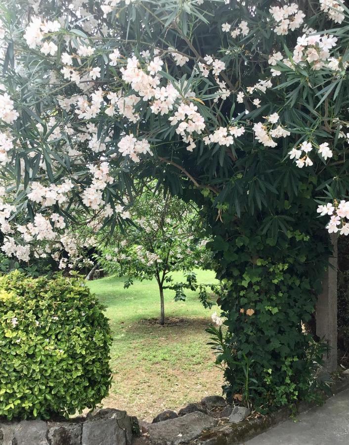 Villa Vincenzo Di Meglio 巴拉诺迪斯基亚 外观 照片