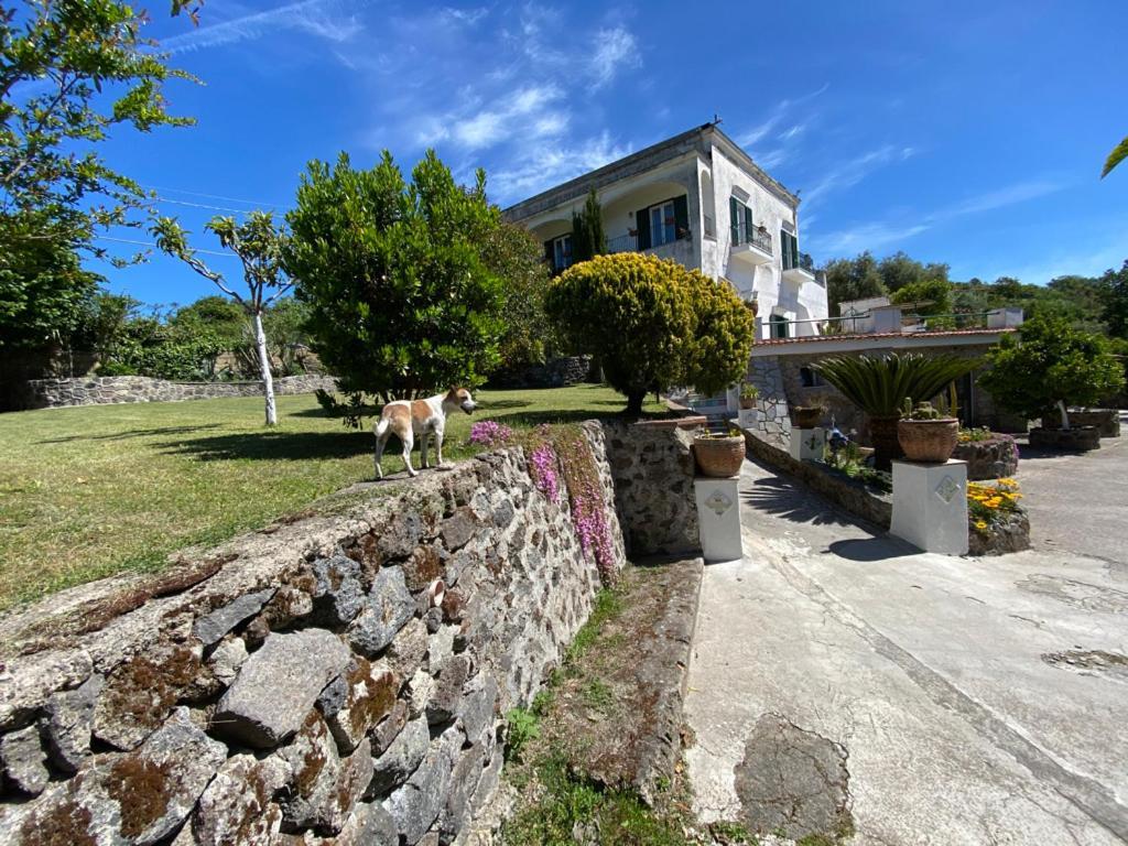 Villa Vincenzo Di Meglio 巴拉诺迪斯基亚 外观 照片