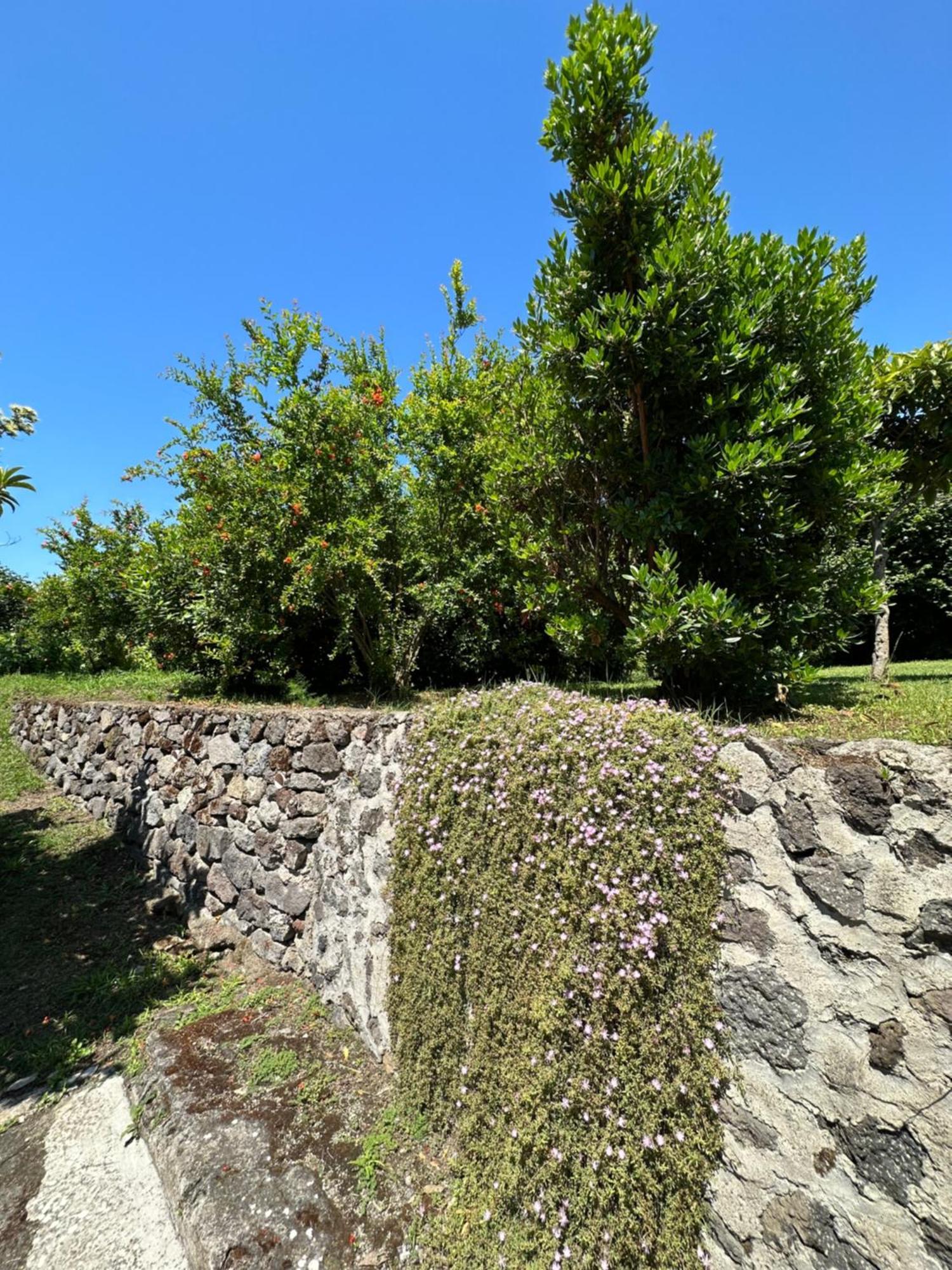 Villa Vincenzo Di Meglio 巴拉诺迪斯基亚 外观 照片