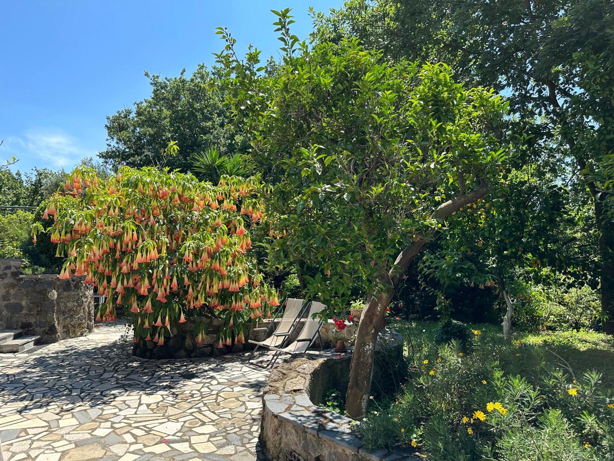 Villa Vincenzo Di Meglio 巴拉诺迪斯基亚 外观 照片