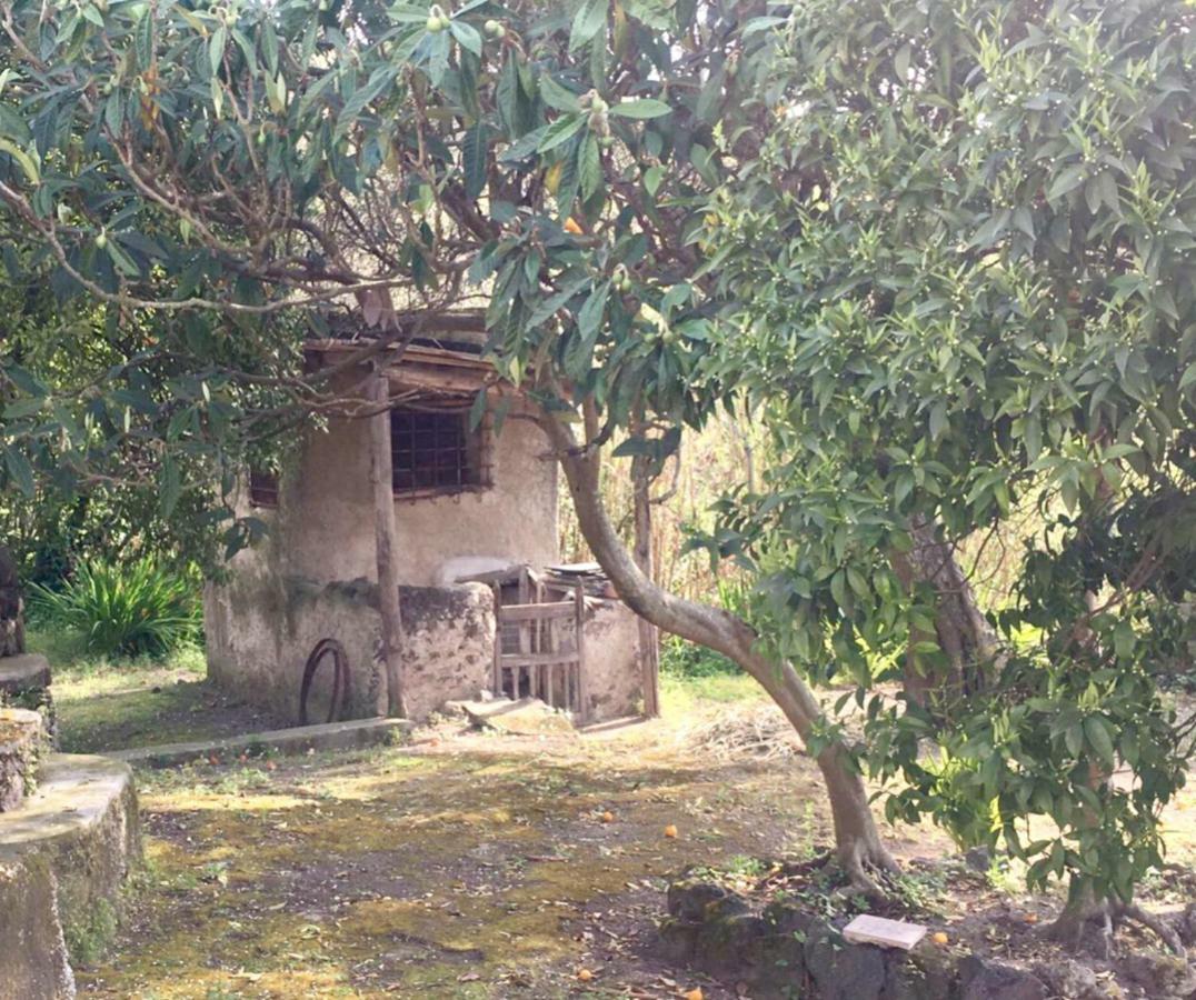 Villa Vincenzo Di Meglio 巴拉诺迪斯基亚 外观 照片